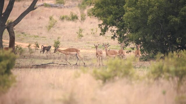 Baboon monkey running in african savannah past impala antelopes herd.