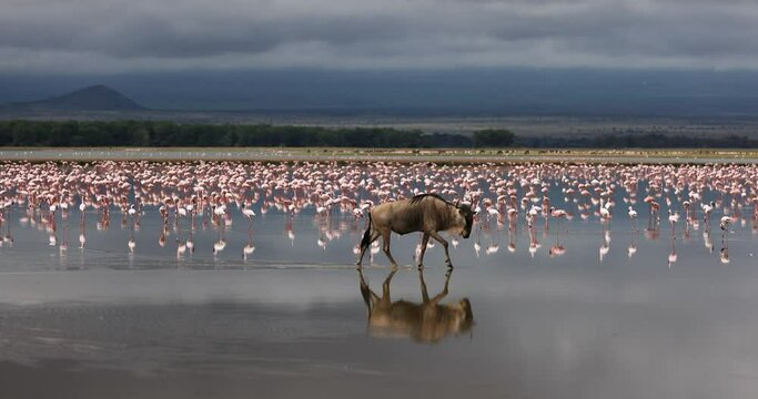 Wildebeest crossing the amboseli marshes