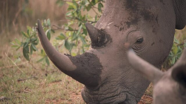 Head of white rhinoceros with muddy horn grazing next to another rhino.