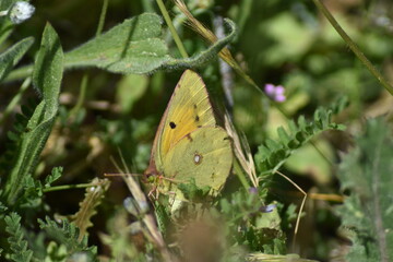Mariposa amarilla (Colias croceus) entre la hierba (macro)
