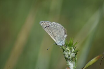 mariposa escamas azules (Glaucopsyche melanops) sobre  fondo difuminado (macro)