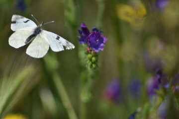 Mariposa volando en frente flor morada con fondo difuminado
