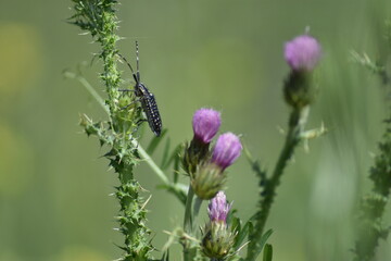 Coleóptero (Agapanthia irrorata) sobre un cardo con fondo difuminado (macro)