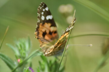 Mariposa cardera (Vanessa Cardui) con alas abiertas sobre fondo difuminado (macro)