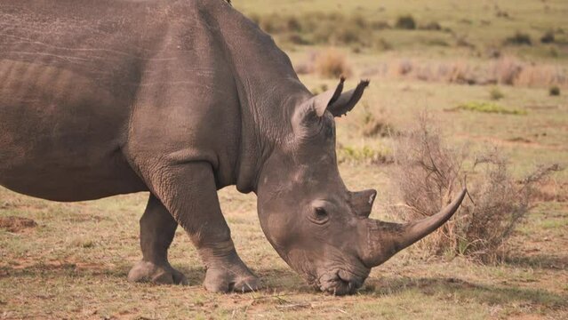 White rhinoceros grazing in african savannah with oxpecker on his back.