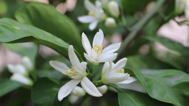 Orange tree blossom in the shadow orchard. White fragrant flowers closeup. Neroli in bloom.