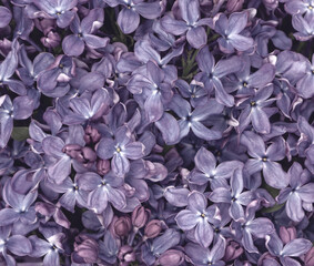 Fototapeta premium Delicate bright saturated floral background of large lilac flowers
