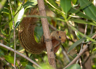 Naklejka na ściany i meble The red-bellied tree squirrel climbs on tree. Pallas's squirrel (Callosciurus erythraeus) in a tropical nature, Thailand.
