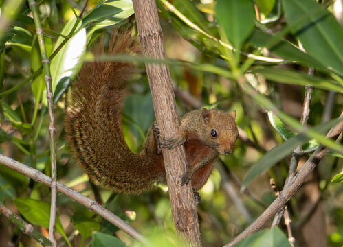The red-bellied tree squirrel climbs on tree. Pallas's squirrel (Callosciurus erythraeus) in a tropical nature, Thailand.