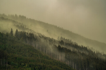 pollen from spruce trees in the air at a stormy spring day