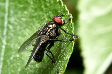 Housefly close up Macro shot. The housefly is a fly of the suborder Cyclorrhapha, and has spread all over the world as a commensal of humans. It is the most common fly species found in houses