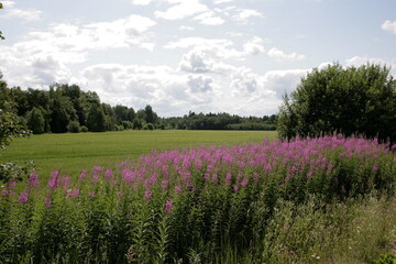 Blooming Willow herb flowers, Ivan chaj tea on blue sky. Willow herb meadow. Chamaenerion angustifolium flowers.Selective focus with shallow depth of field