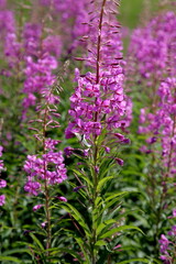 Blooming Willow herb flowers, Ivan chaj tea on blue sky. Willow herb meadow. Chamaenerion angustifolium flowers.Selective focus with shallow depth of field