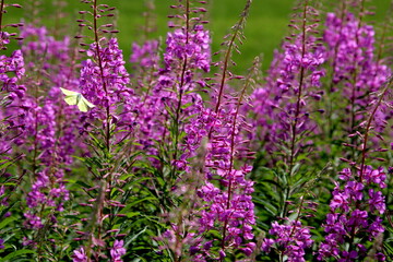 Blooming Willow herb flowers, Ivan chaj tea on blue sky. Willow herb meadow. Chamaenerion angustifolium flowers.Selective focus with shallow depth of field