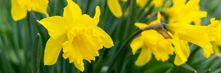 Beautiful yellow blooming narcissus in the park on a flower bed closeup	