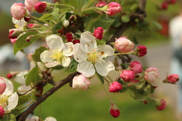Obraz premium apple tree flowers, spring background