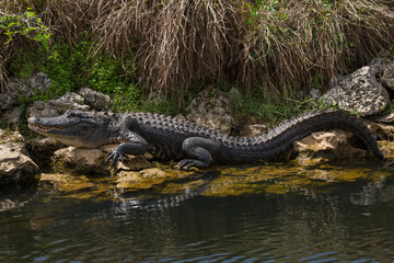 A large alligator rests in the sun next to water at the Big Cypress Reserve in Ochopee, Florida
