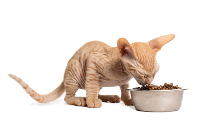 Little sphynx kitten eating dry food from a bowl isolated on white