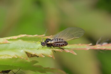 aphid with wings on a leaf