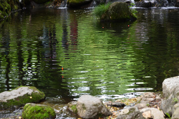 Fishing at a green river