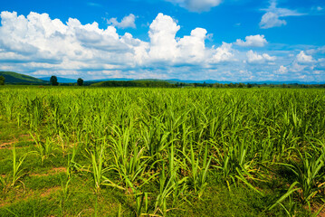 Fototapeta na wymiar Sugar cane field in countryside of Thailand