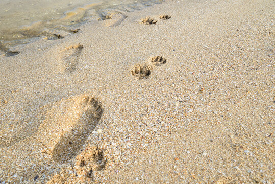 Dog footprints beside the human footprint on the beach, a dog walked along together with a man to the sea and left the footmarks on the sand