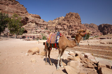 Camel in the ancient city of Petra, Jordan