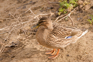 Wild common duck out of the water