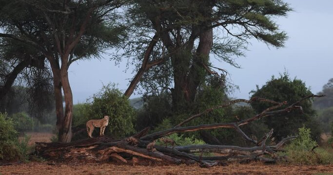 A cheetah family watches from a dead tree while it rains