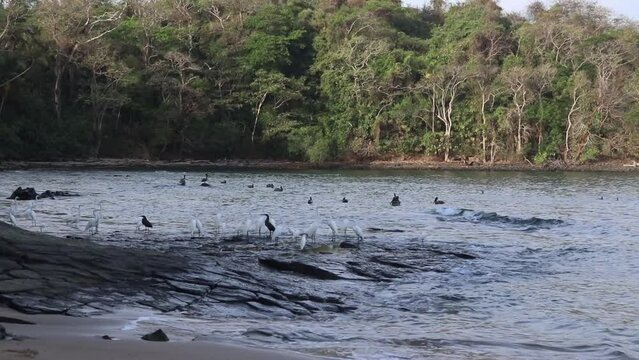 Garzas en la orilla de la playa de Saboga, la perla de Panam&aacute;.