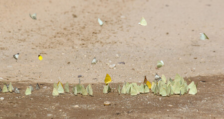 Butterflies finding moisture in the Kgalagadi, South Africa