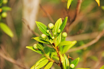 flowers on the tree