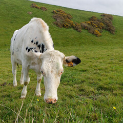 Vache en bord de mer à Etretat en gros plan