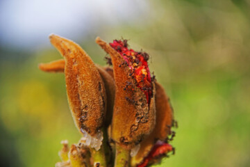 butterfly on a flower