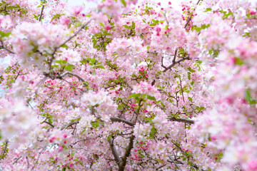 sakura outside in city park