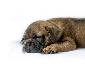 Obraz premium new puppy sleeping