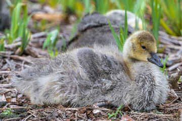 Canada Goose Gosling (Branta canadensis) Cleaning its Plumage