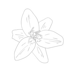 Line art flower drawing. Vector illustartion. 
