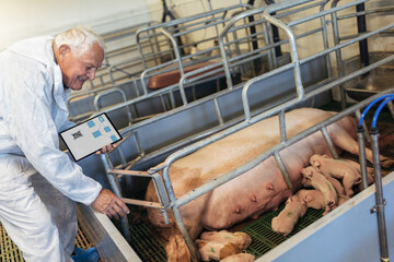 Senior veterinarian in sterile uniform is standing at the pig farm and holding the digital tablet.