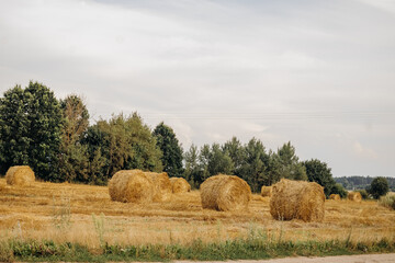 Fototapeta premium Yellow golden straw hay bales in stubble, agricultural field under blue sky with clouds. Field near the forest