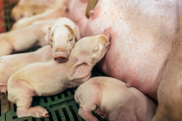 Newborn piglets suck the breasts of his mother.