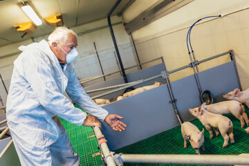  Senior veterinarian is standing at the pig farm and checking on the pig's health