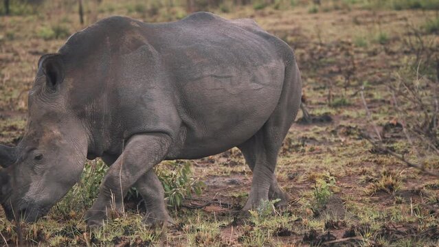 White rhinoceros in muddy african grassland walking slowly out of shot.