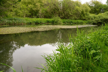 Obraz premium a scenic view of a clear water chalk stream river with vibrant summer foliage