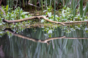 reflection in a river of low overhanging tree branches