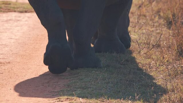 Legs of white rhinoceros walking and grazing along savannah dirt road.