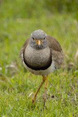 右脚を負傷しているケリ