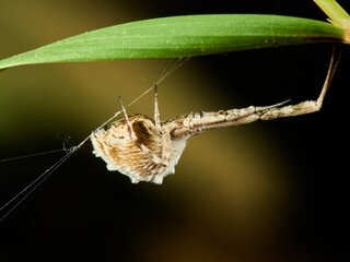 Cribellate orb weavers. Uloborus walckenaerius.