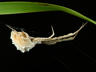 Cribellate orb weavers. Uloborus walckenaerius.