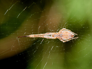Cribellate orb weavers. Uloborus walckenaerius.